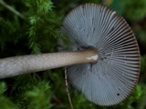 Amanita sect. Vaginatae image