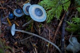 Mycena amicta image