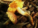 Gymnopilus luteofolius image