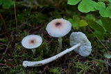 Lepiota rubrotinctoides image