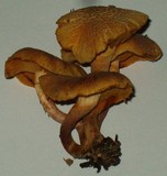 Gymnopilus luteofolius image