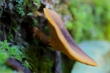 Hygrophoropsis aurantiaca image