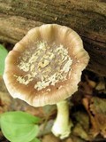 Amanita solaniolens image