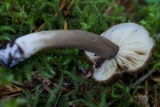 Lactarius fallax var. concolor image