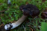 Lactarius fallax var. concolor image