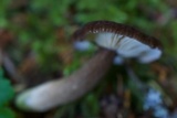 Lactarius fallax var. concolor image