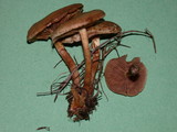 Pholiota terrestris image