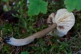 Lactarius fallax var. concolor image