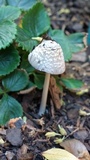 Coprinopsis variegata image