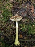 Amanita solaniolens image