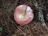 Russula vinosa image