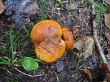 Tricholoma aurantium image