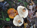 Tricholoma aurantium image