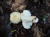 Russula raoultii image