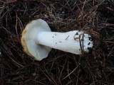 Russula xerampelina image