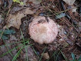 Agaricus silvaticus image