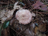Agaricus silvaticus image
