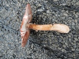 Agaricus silvaticus image