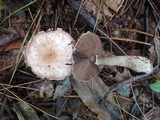 Agaricus silvaticus image