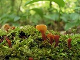 Spathulariopsis velutipes image