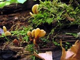 Spathulariopsis velutipes image