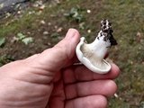 Clitopilus prunulus image