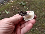 Clitopilus prunulus image