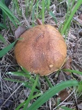 Boletus luridellus image