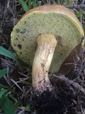 Boletus luridellus image