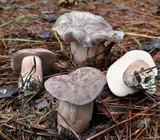 Tylopilus violatinctus image