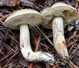 Retiboletus fuscus image