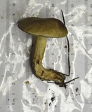 Retiboletus fuscus image