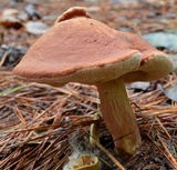 Xanthoconium purpureum image