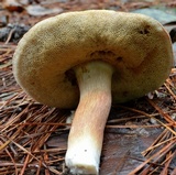 Xanthoconium purpureum image