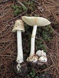 Amanita brunnescens image