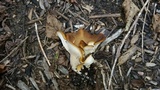 Hohenbuehelia petaloides image