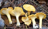 Cantharellus phasmatis image
