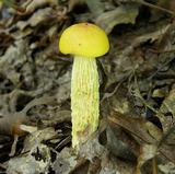 Heimioporus betula image