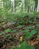 Heimioporus betula image