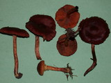 Dermocybe zakii image