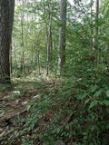 Heimioporus betula image