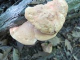 Hapalopilus rutilans image