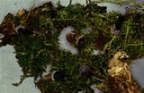 Resupinatus trichotis image