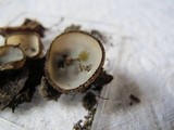 Humaria hemisphaerica image