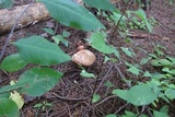 Suillus weaverae image