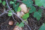 Suillus weaverae image