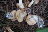 Suillus weaverae image