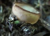 Humaria hemisphaerica image