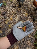 Phylloporus rhodoxanthus image