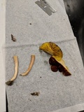 Phylloporus rhodoxanthus image